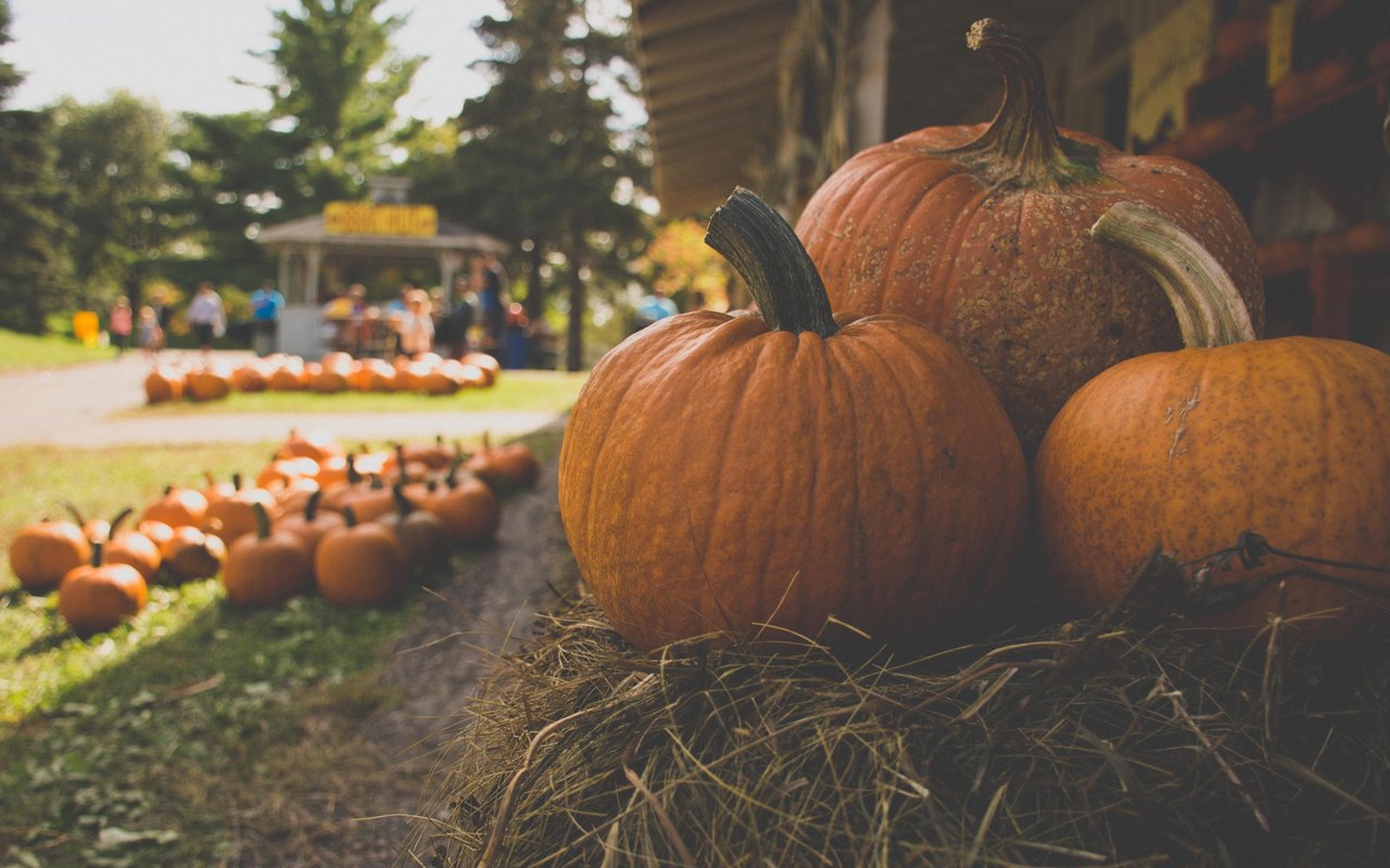 Local Pumpkin Patches & Giveaway