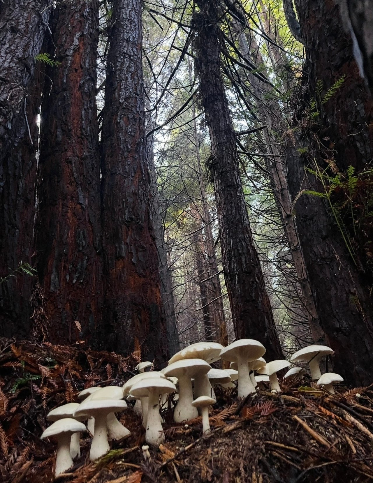 McKay Community Forest, Eureka