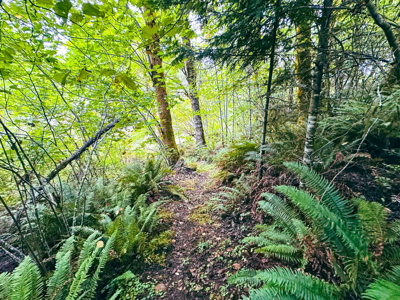 Little Forest