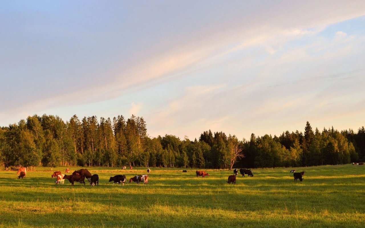 Colorado Ranches for Sale | Land and Farms in Western Colorado