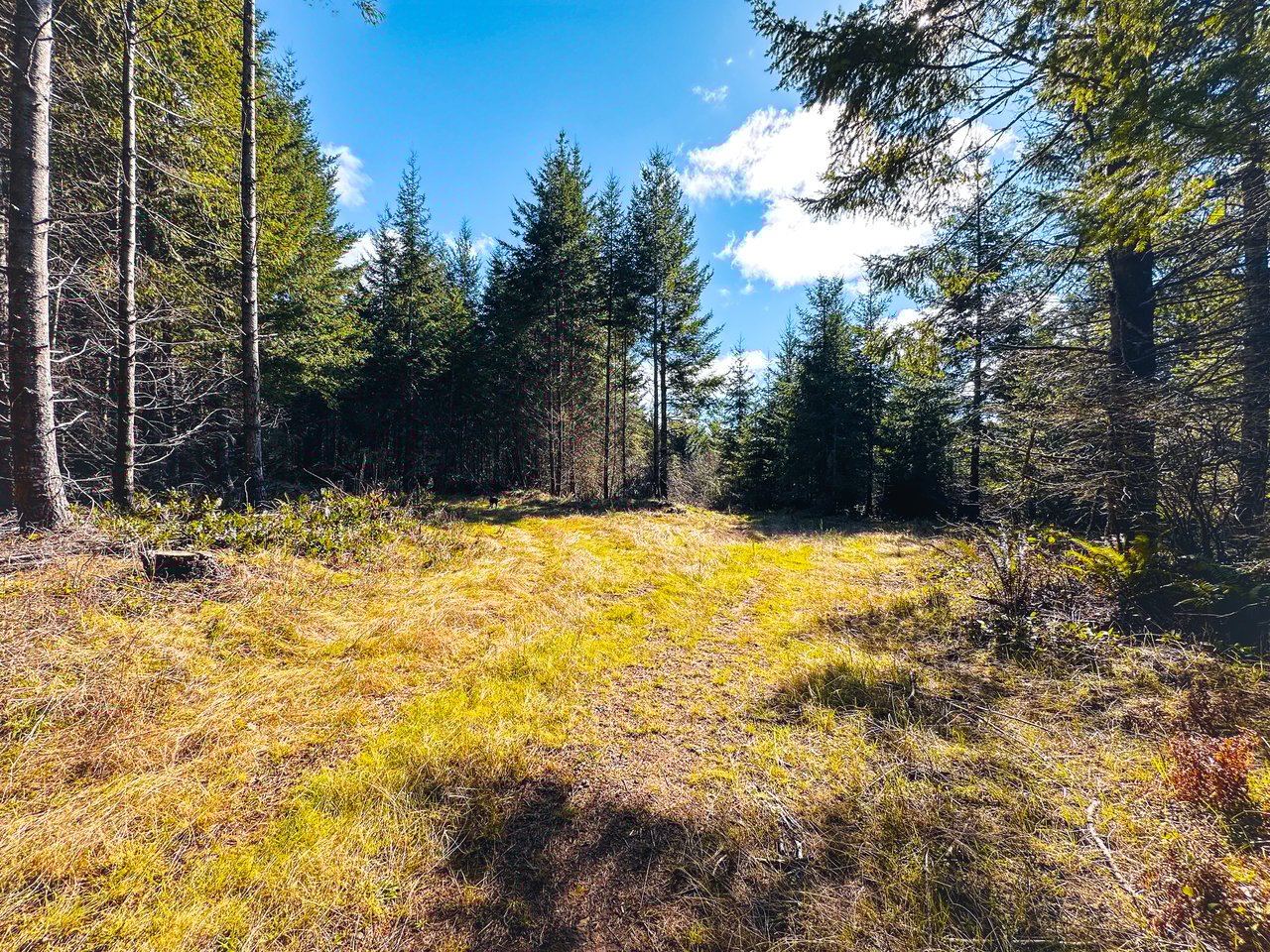 Marion Woods - Auction