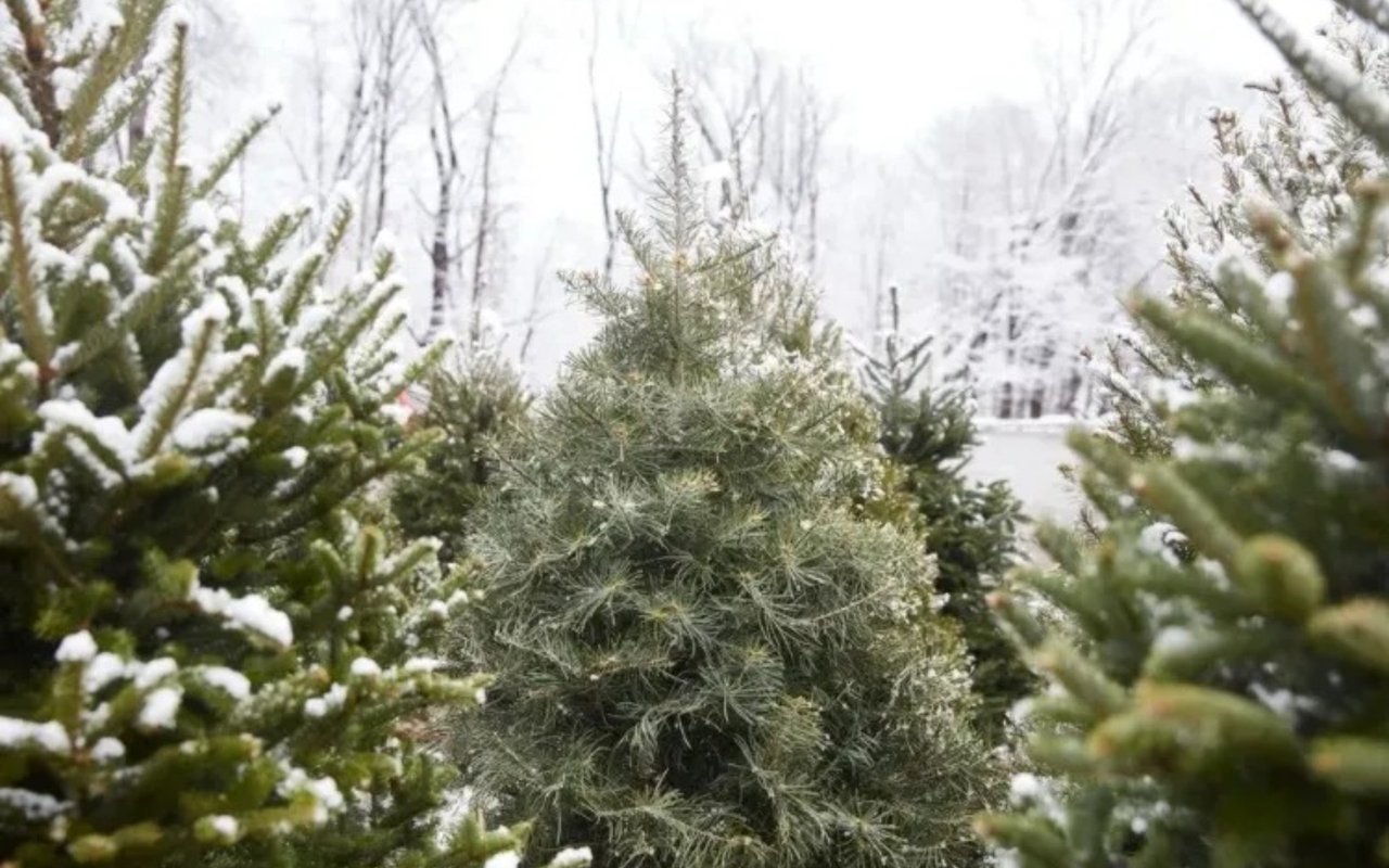 24 Tips for Choosing the Perfect Christmas Tree