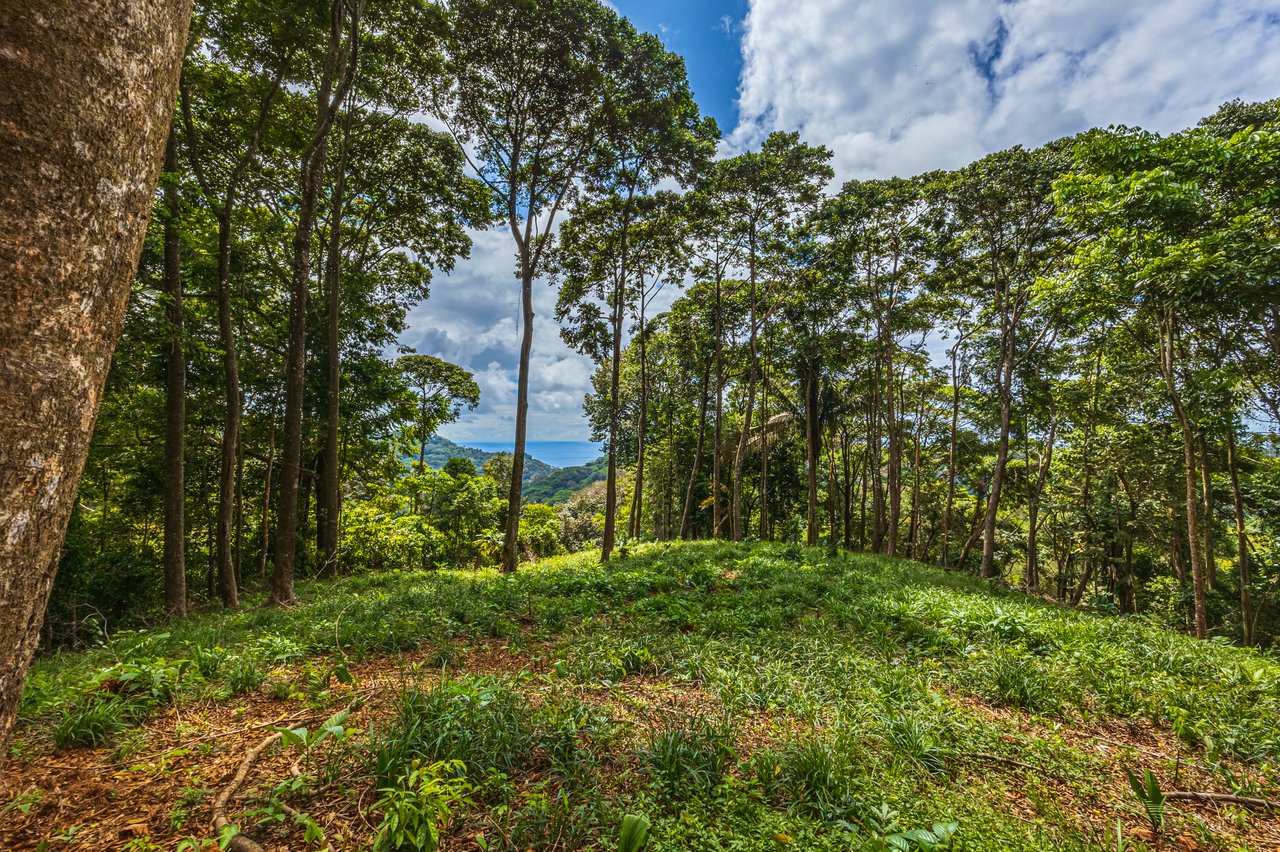 Rare 86-Acre Ocean View Estate Bordering Hacienda Barú – A Unique Opportunity for Conservation and Development