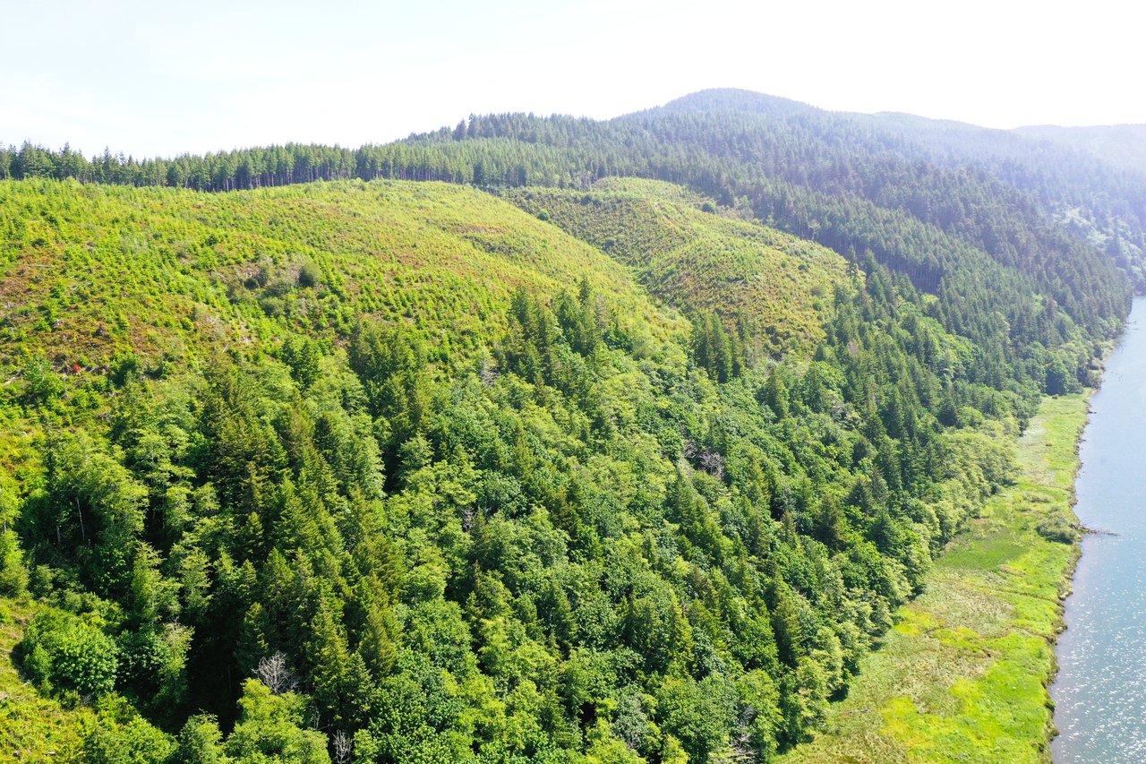 Alsea Estuary Forestland