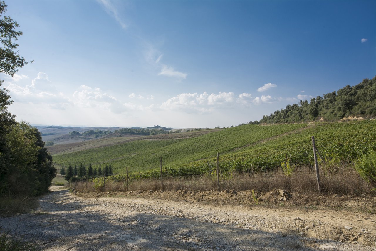 Tenuta Malacoda; Wine & Agricultural Estate