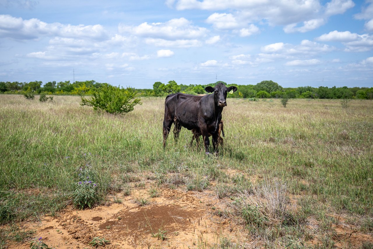 574 PR Goose Creek Ln | 34± Acres | Atascosa County