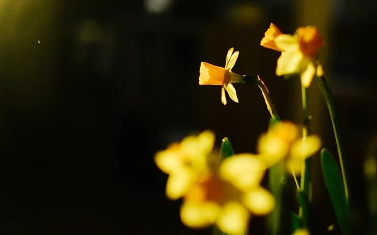 Rockstar? Stones Help Us Remember