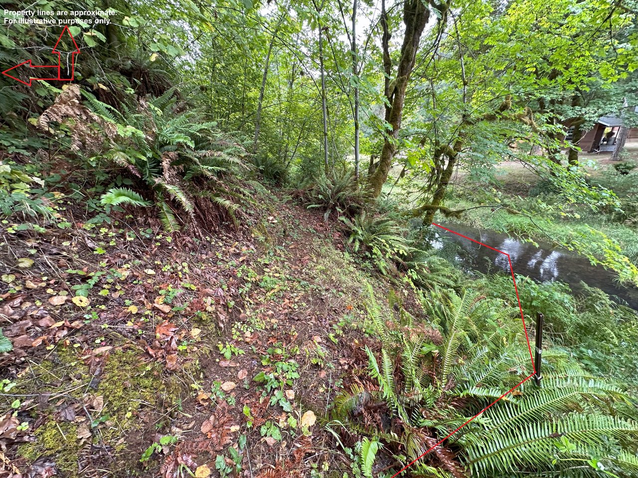 Little Forest