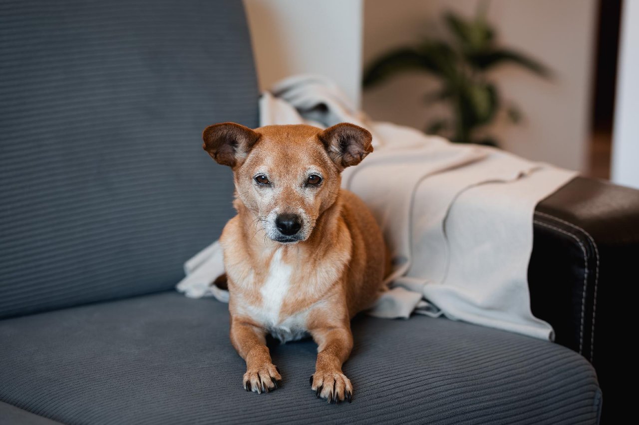 Pet-Friendly Properties: A Win-Win for Landlords and Communities