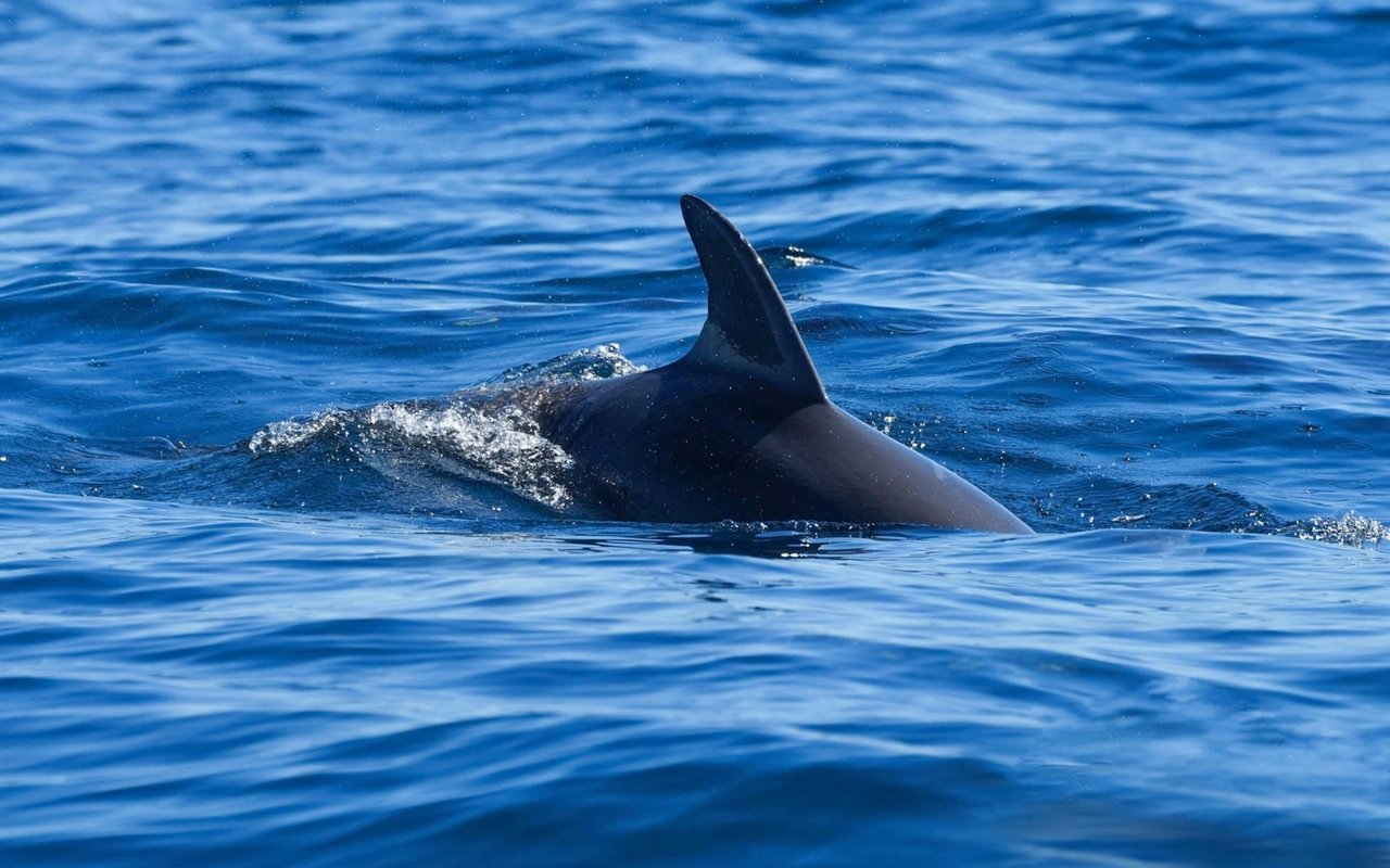 The Gentle Sharks Of La Jolla Shores
