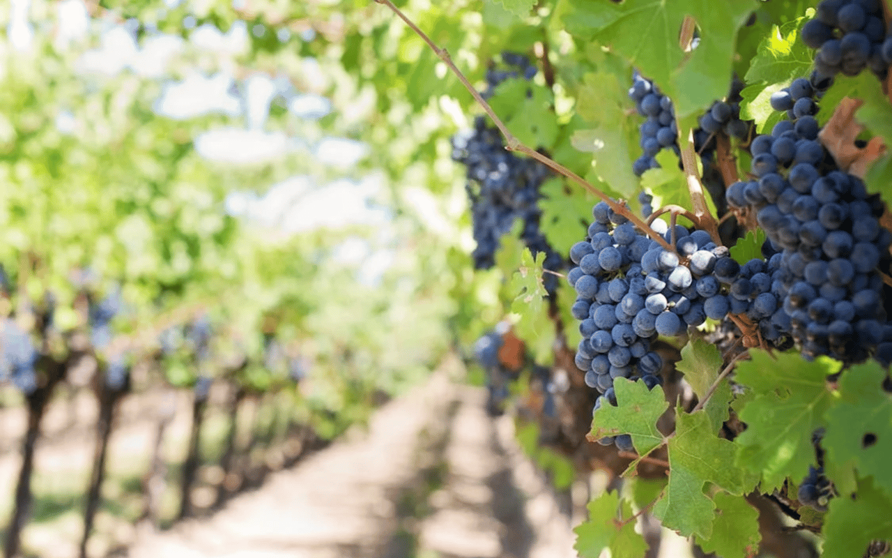 5 Day Trips From Encinitas