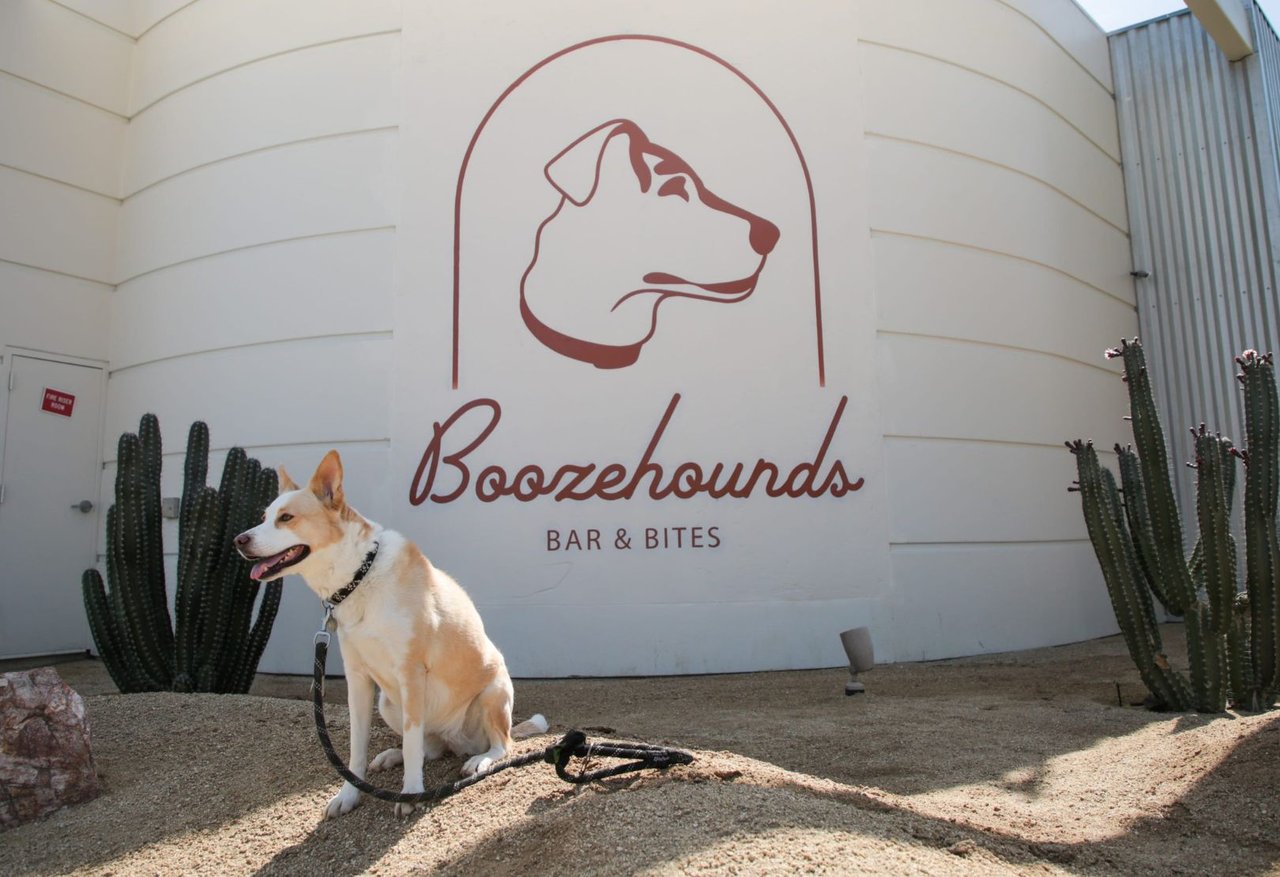 National Dog Day & Dog Friendly Places to Enjoy in the Desert