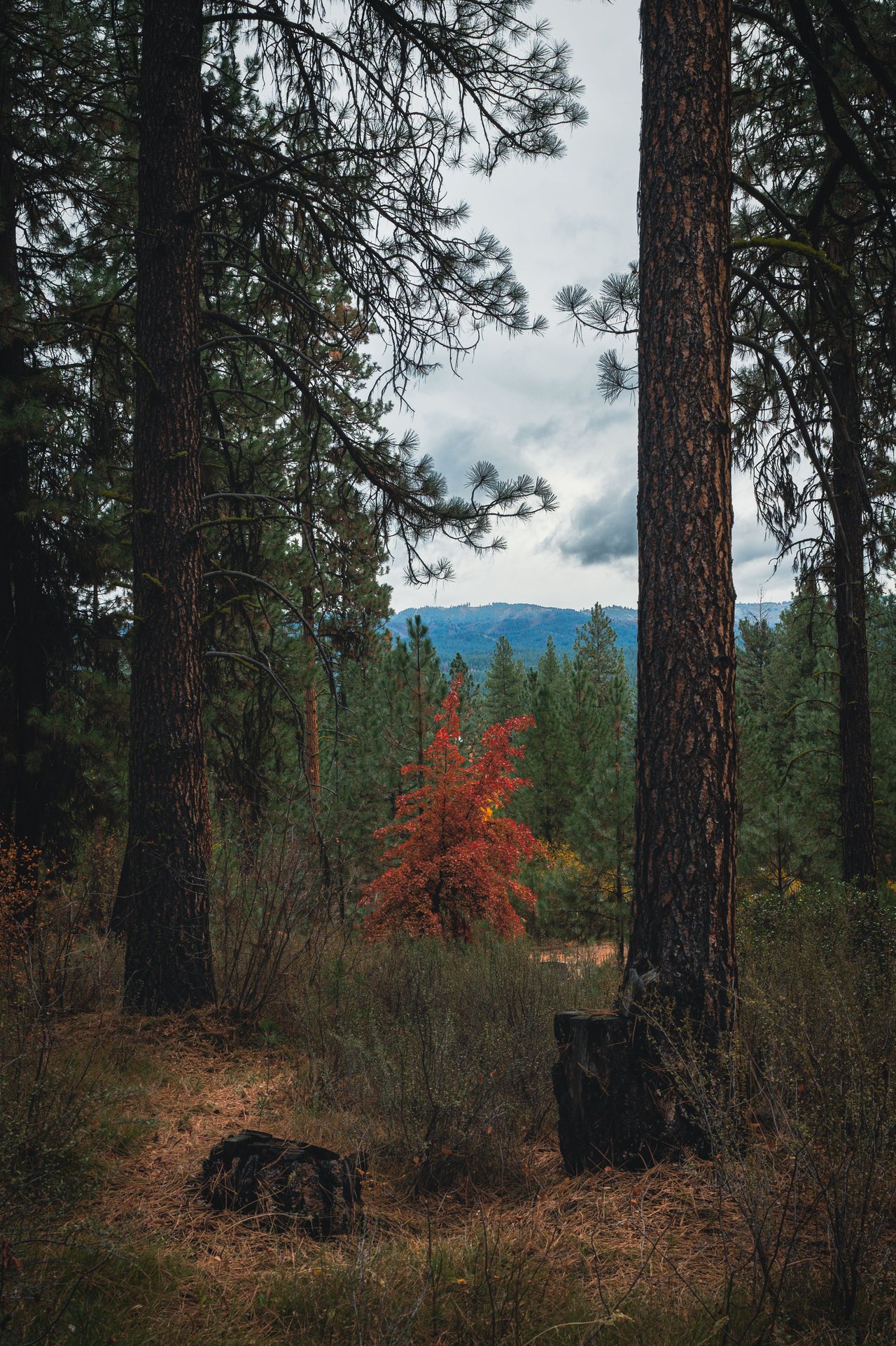 Pine forest frames distant wooded hills, with a vivid red-orange tree in the foreground.