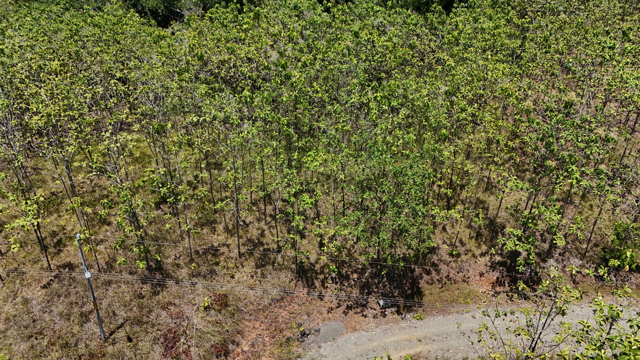Prime 1.24-Acre Land in Matapalo / San Andrés – Ready to Build