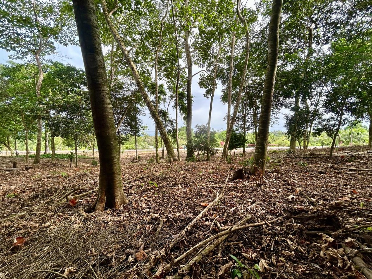 Flat Commercial Development Lot, Osa, Puntarenas