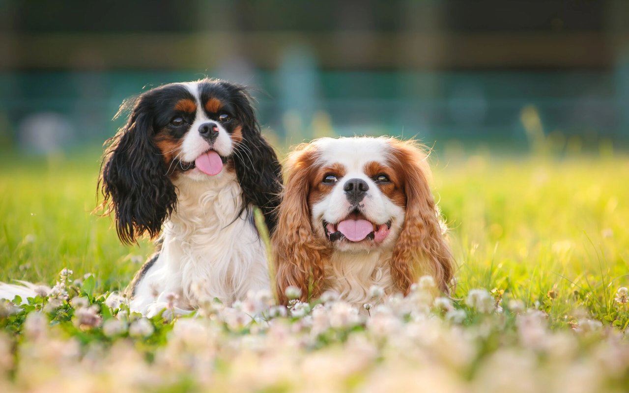 The Pet Owner's Guide To Buying A Home: 5 Things to Consider for Your Furry Friends