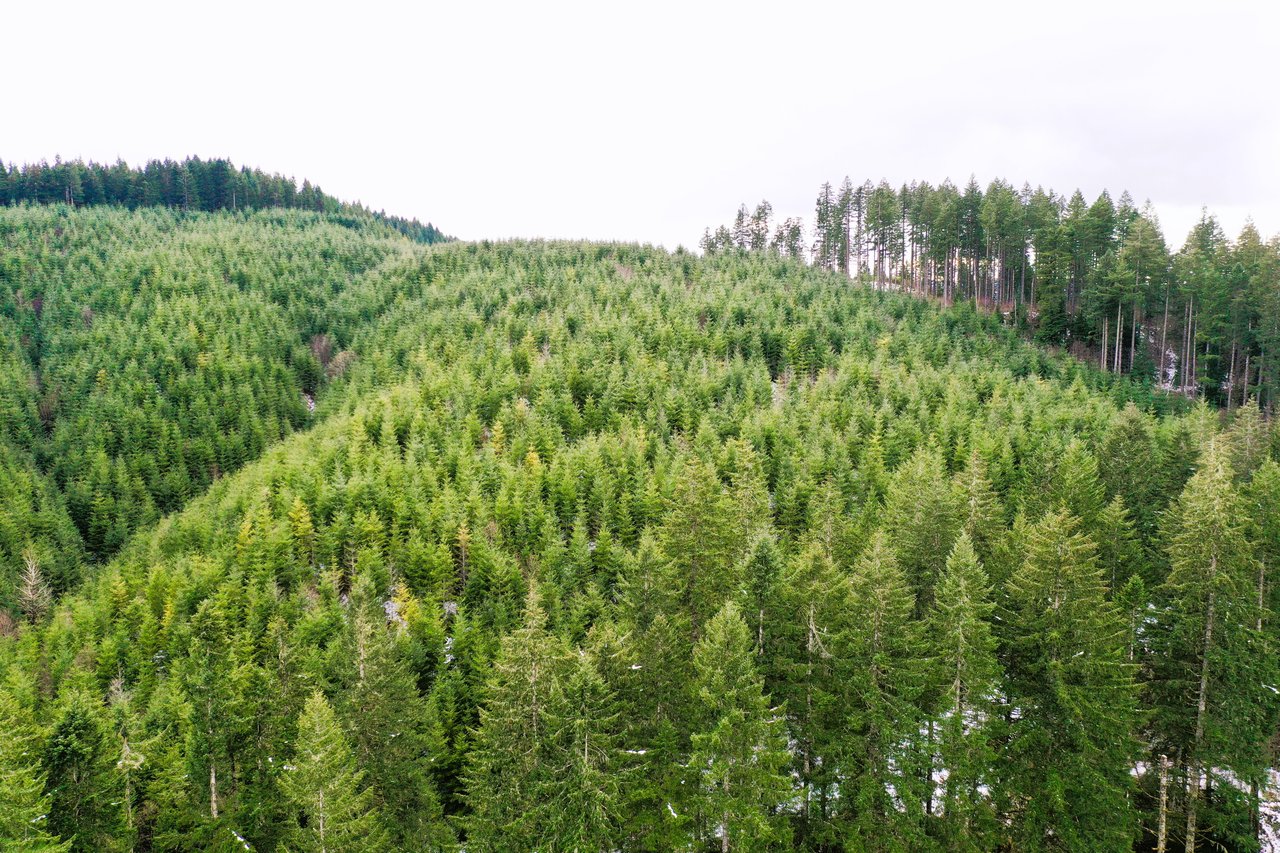 ARC Woods
