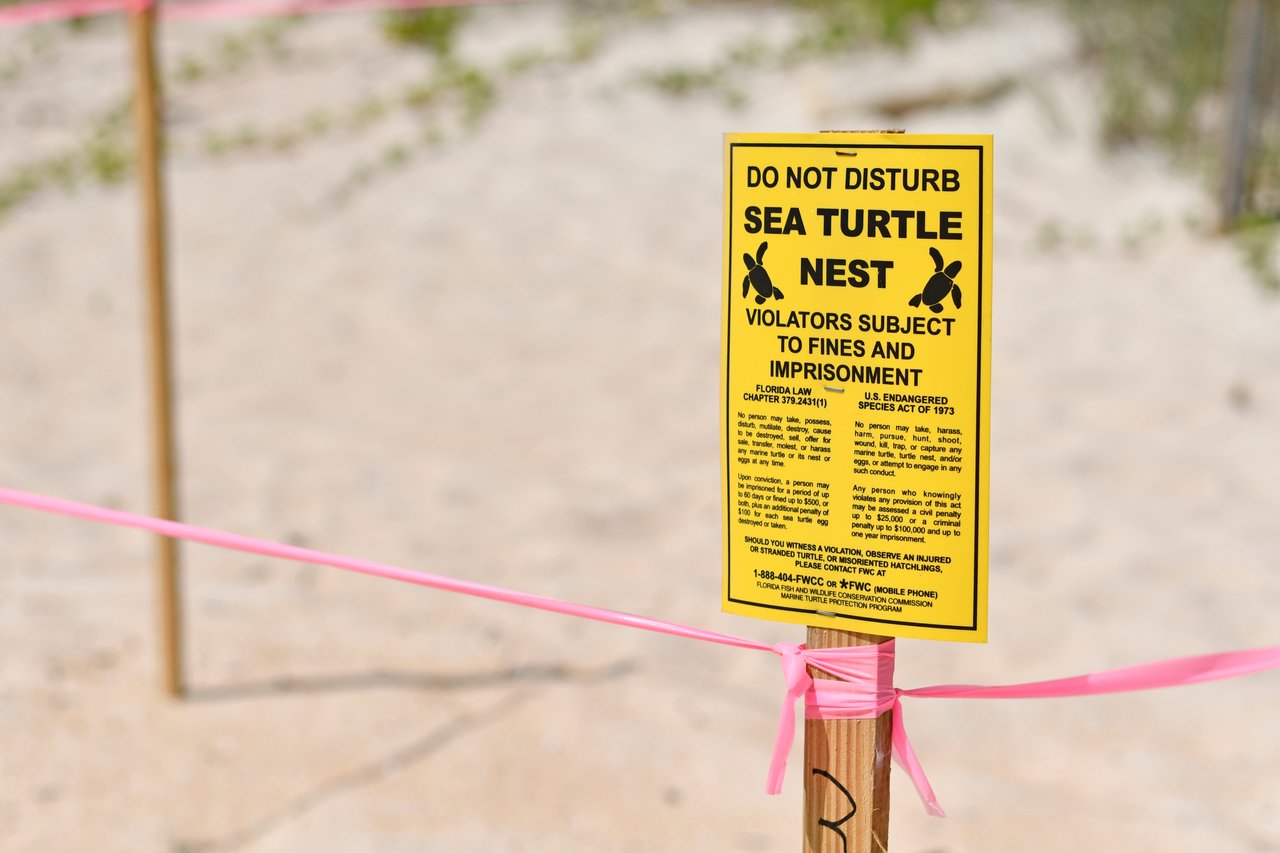 Sea Turtle Nest Clearwater Beach 