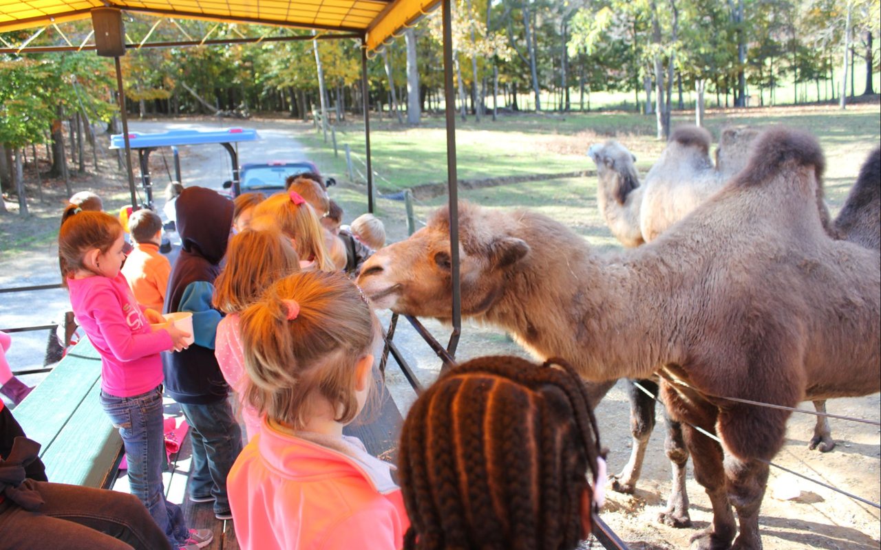 Family-Friendly Activities Near Lexington, VA