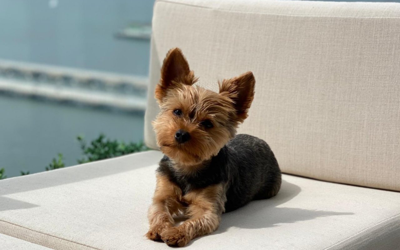 Why Outdoor Apartment Space is Important for Your Pet