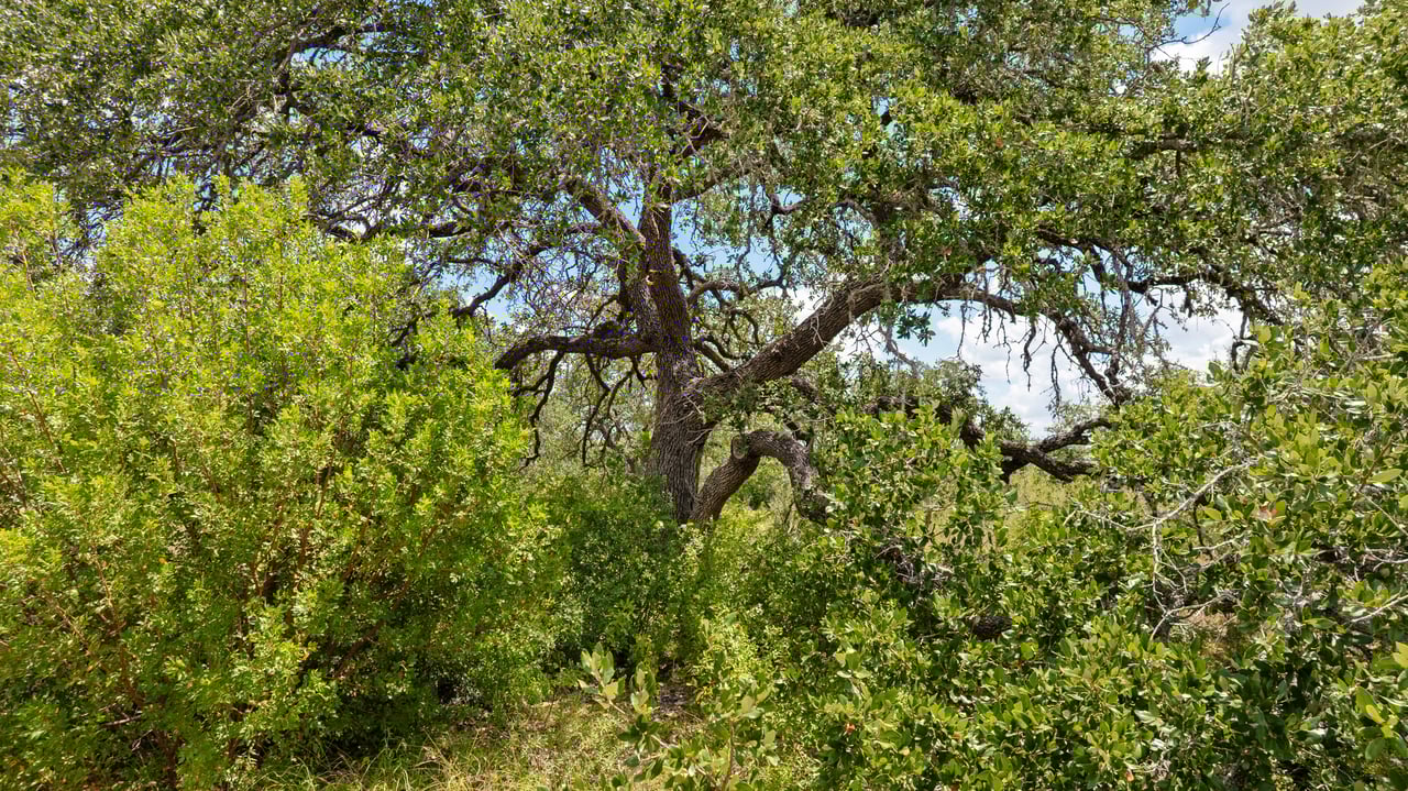 5300 Spring Preserve Trail LOT