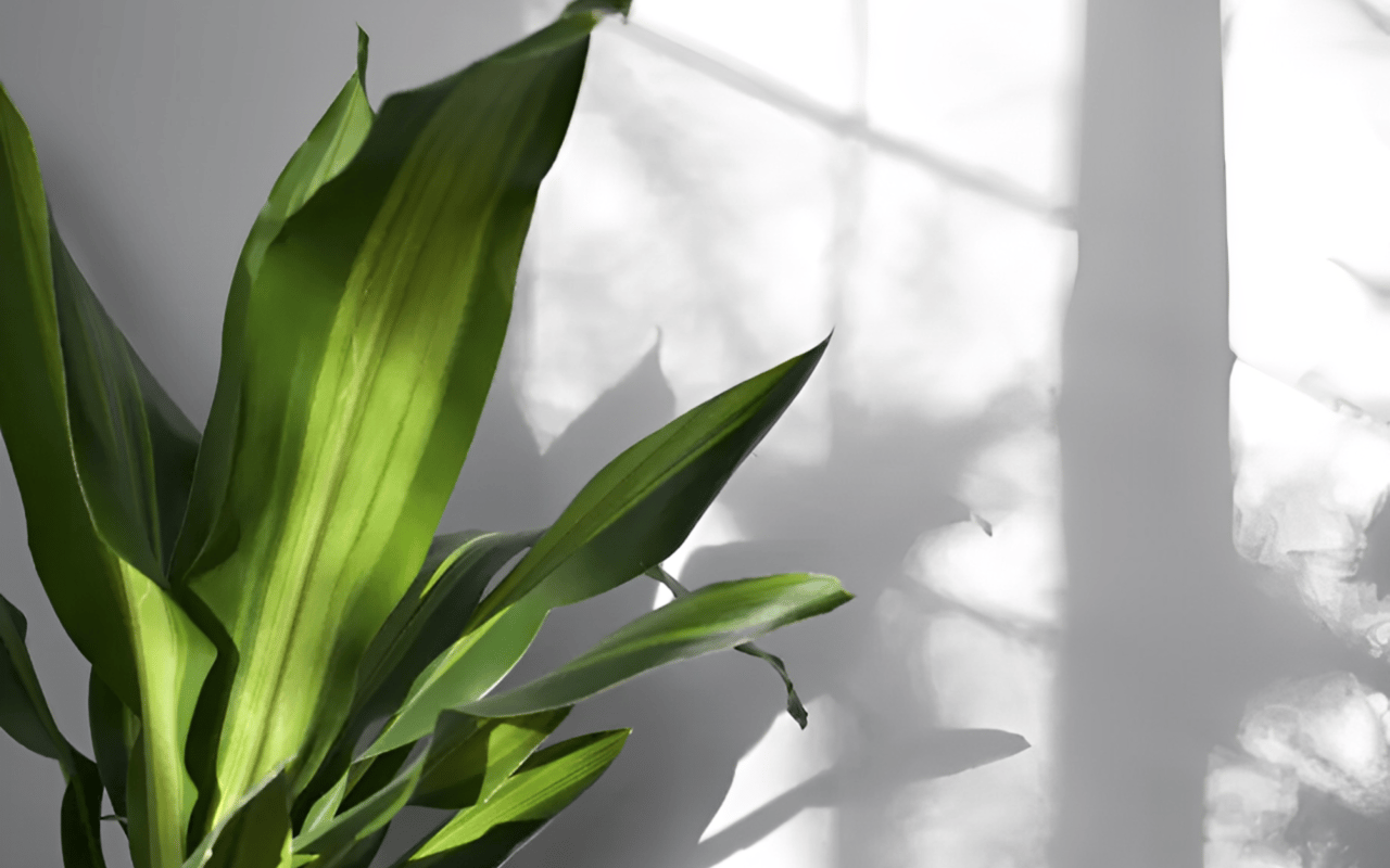 How to Improve the Air Quality of Your Home