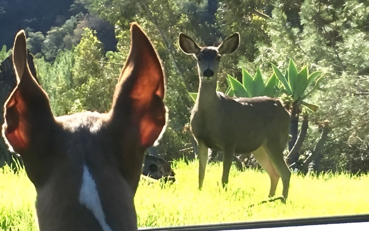 A deer stands in a bright clearing, seen over the ears of another deer in the foreground.