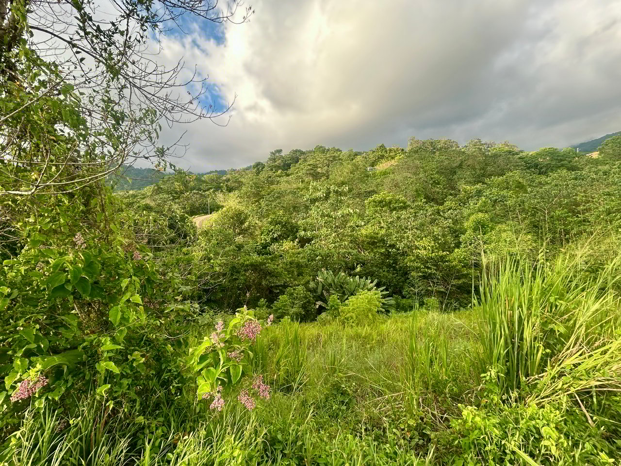 2.77-Acre Ocean View Lot in Phase 11 Ojochal – Ready to Build!