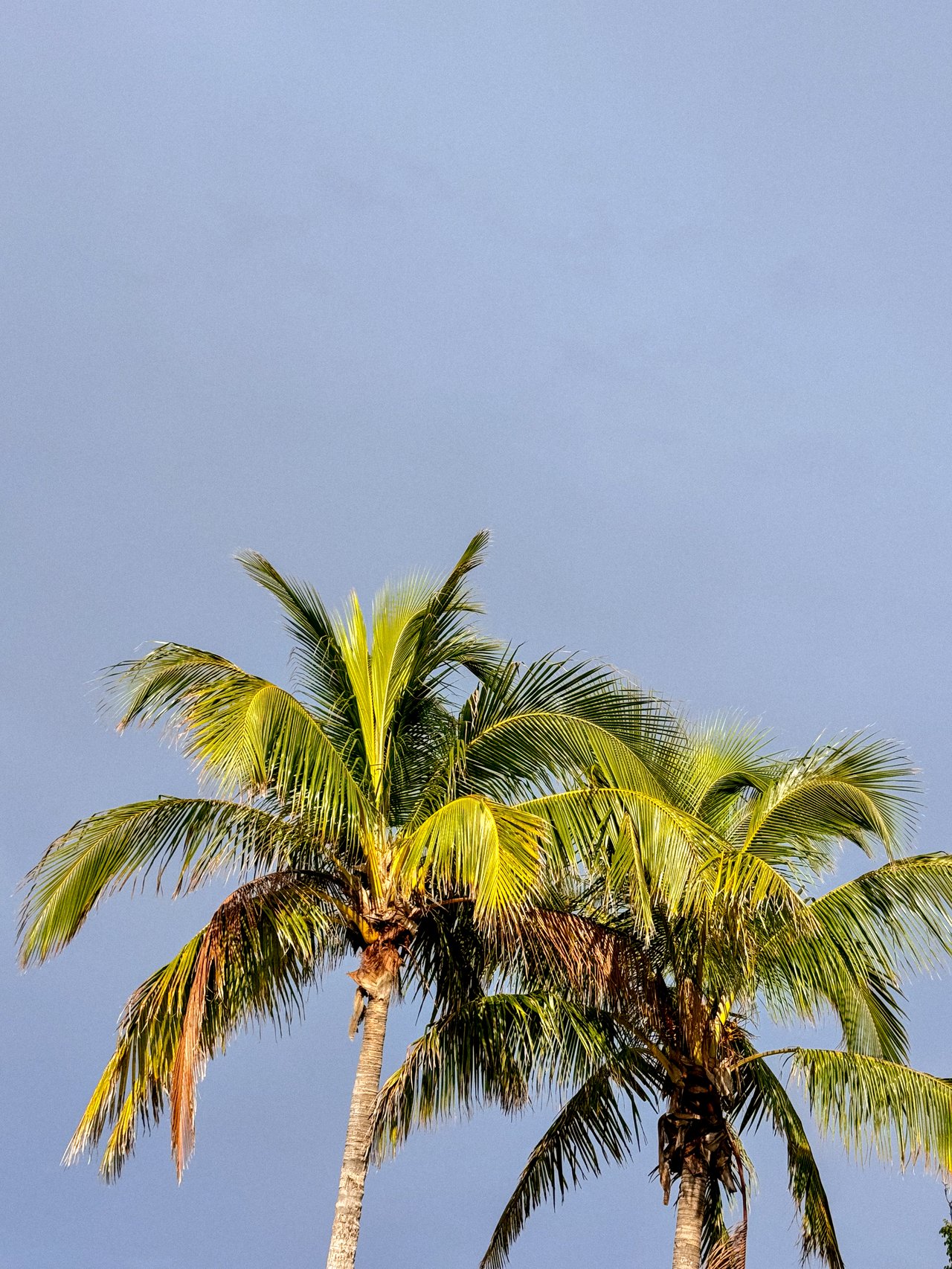 Palm trees with sunlit fronds against a clear blue sky.