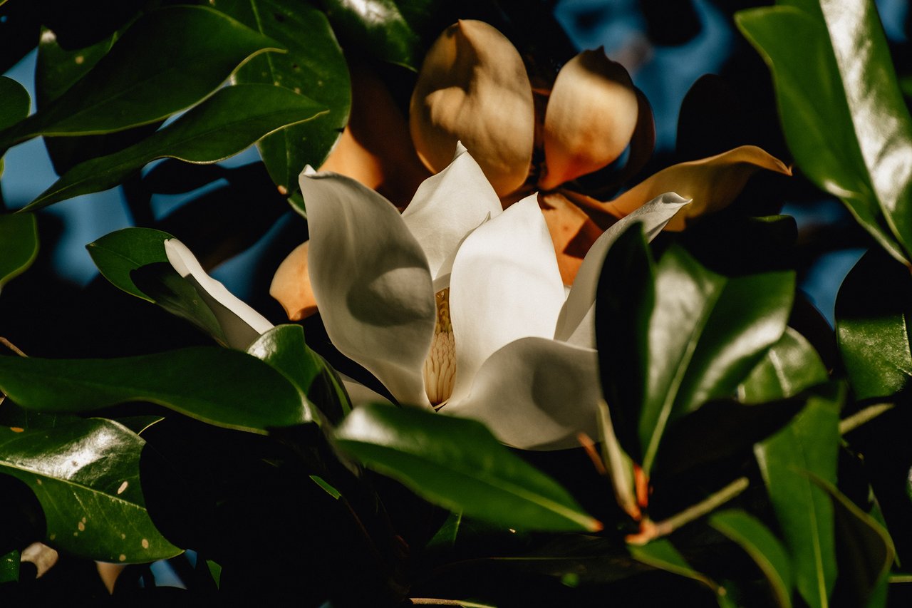 White magnolia blossom surrounded by glossy green leaves.
