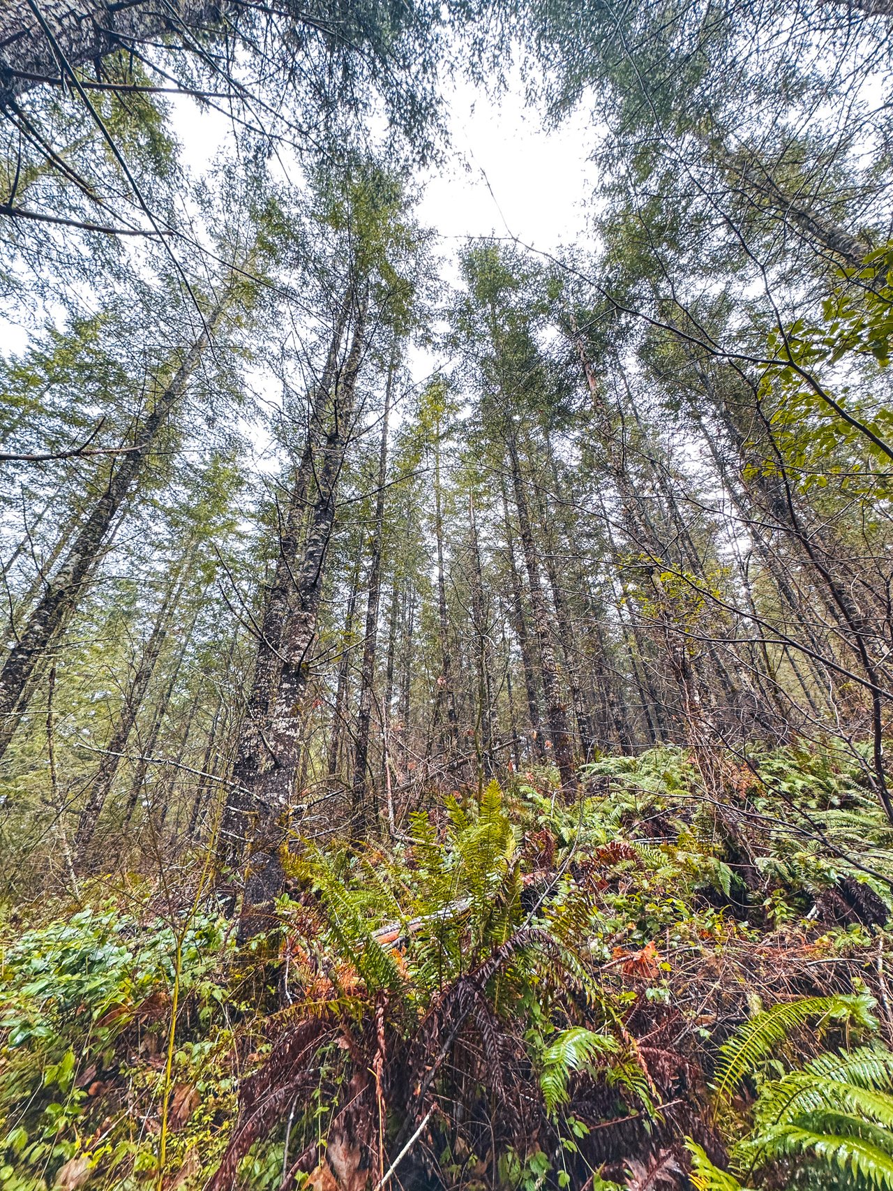 Coast Fork Woodland Meadows
