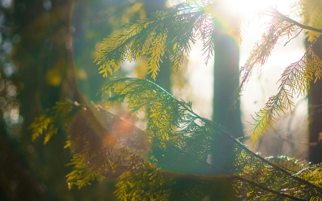 Land and Timber Sales in Eufaula - What You Need to Know