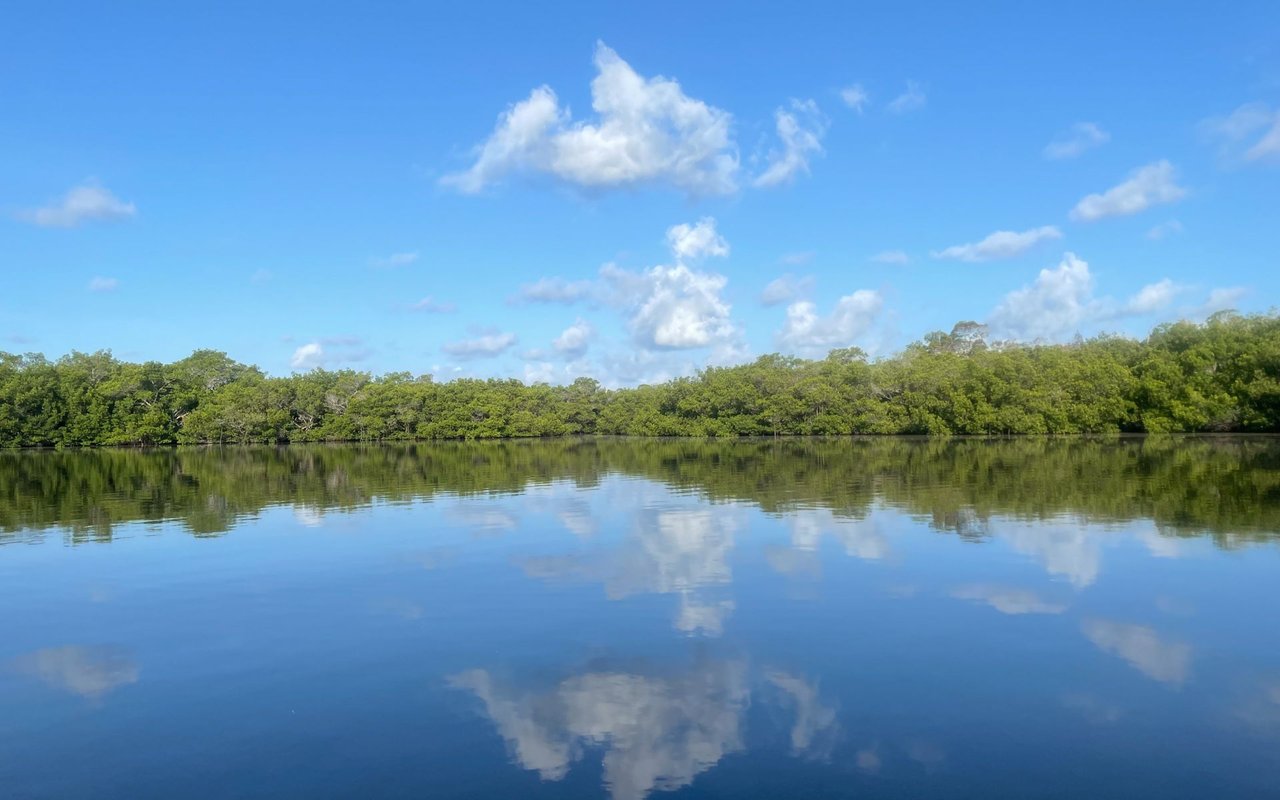 Mangrove Bay