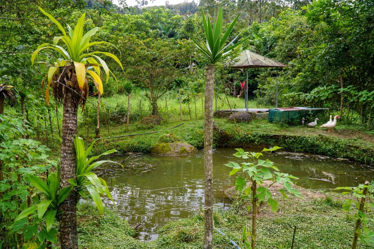 Sustainable Organic Mountain Farm, Perez Zeledon, San Jose