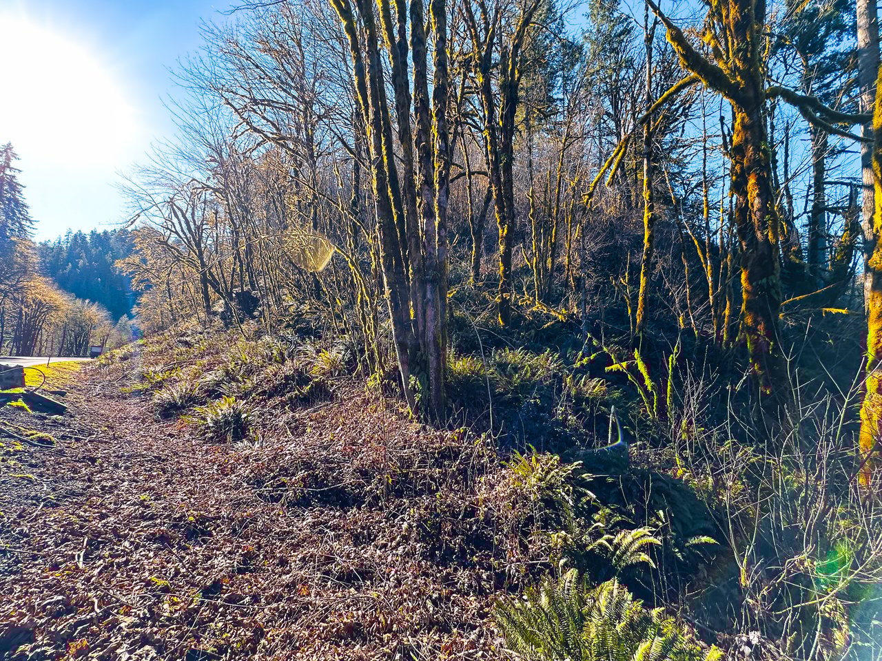 Waite Creek Woodlands