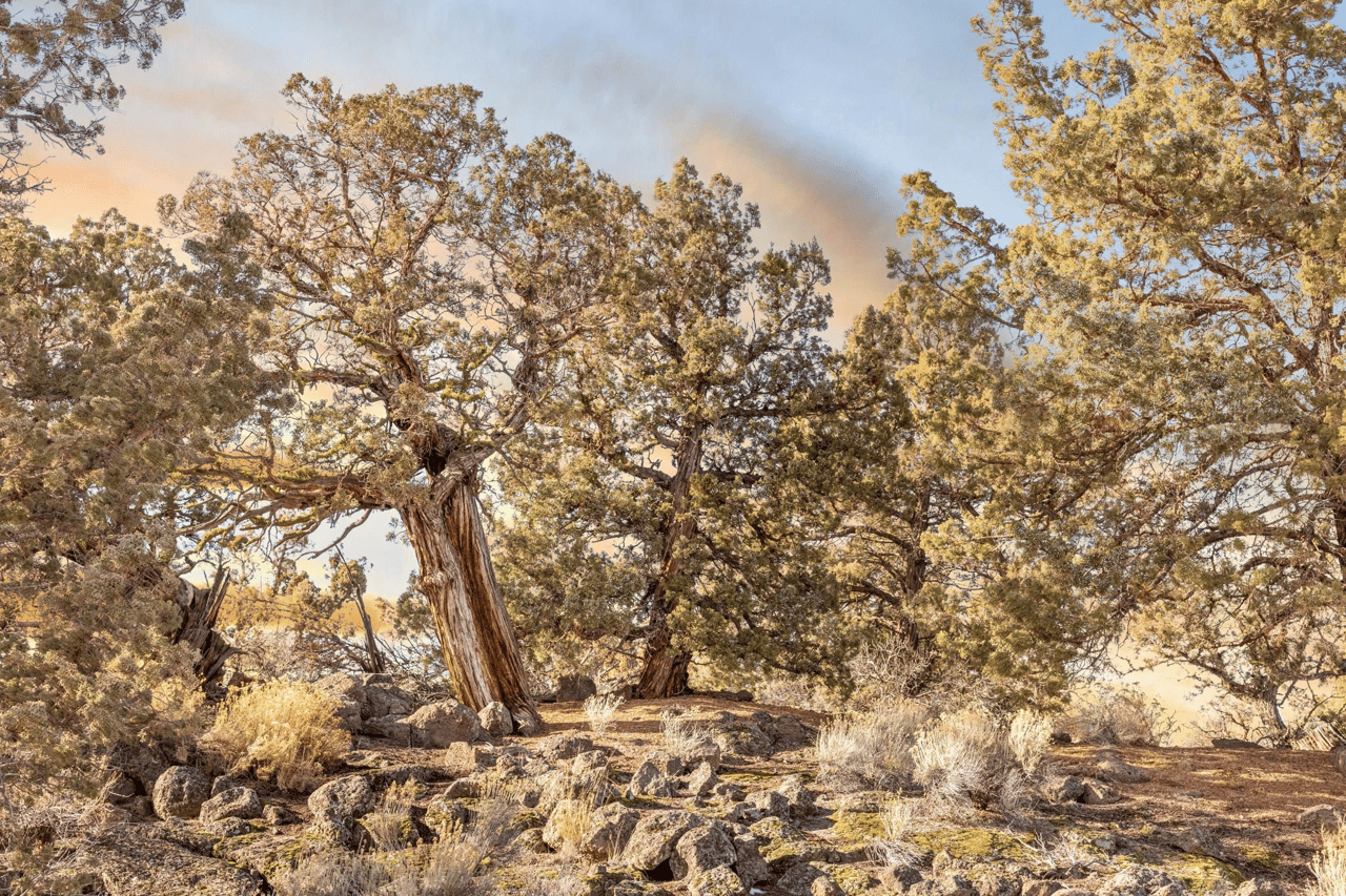 Just Listed: Tranquility and Luxury Living at Juniper Preserve - Your Gateway to Golf, Wellness, and Dream Home Construction!