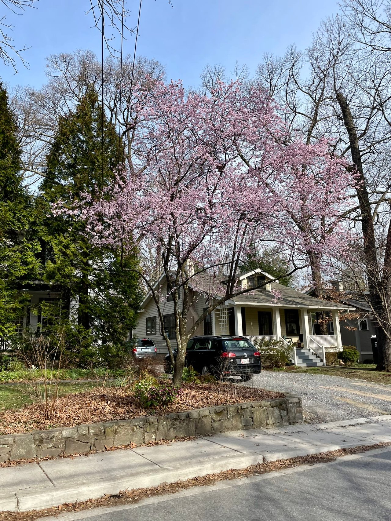 🌸 CHERRY BLOSSOM FESTIVAL 🌸
