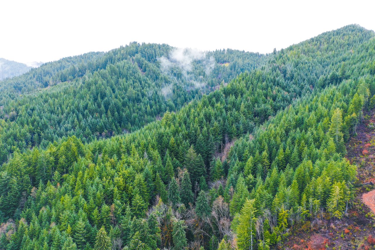 RICHARDSON TIMBER