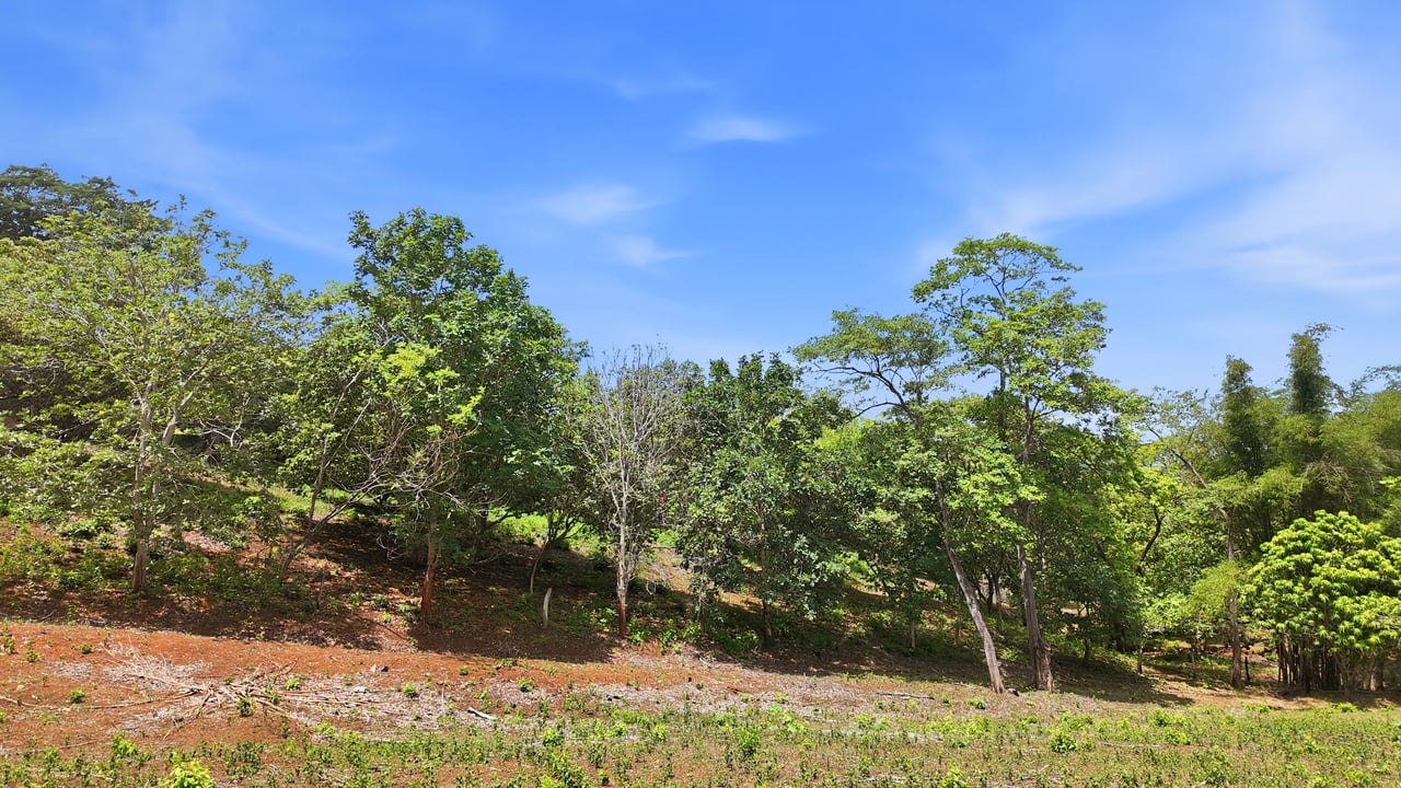 3.4 Acres of Quiet Country Living | 12 minutes from the Beach - Tempate 