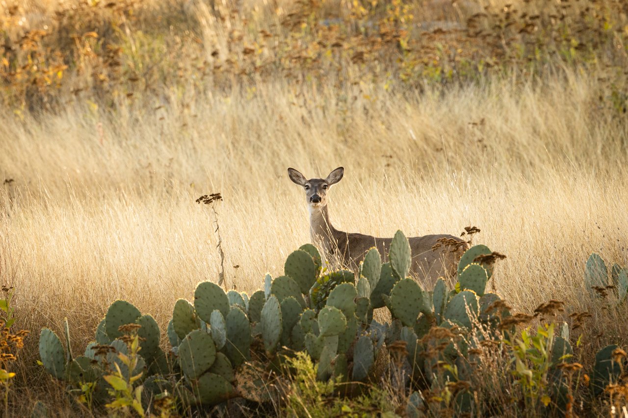 Tortuga Canyon Ranch