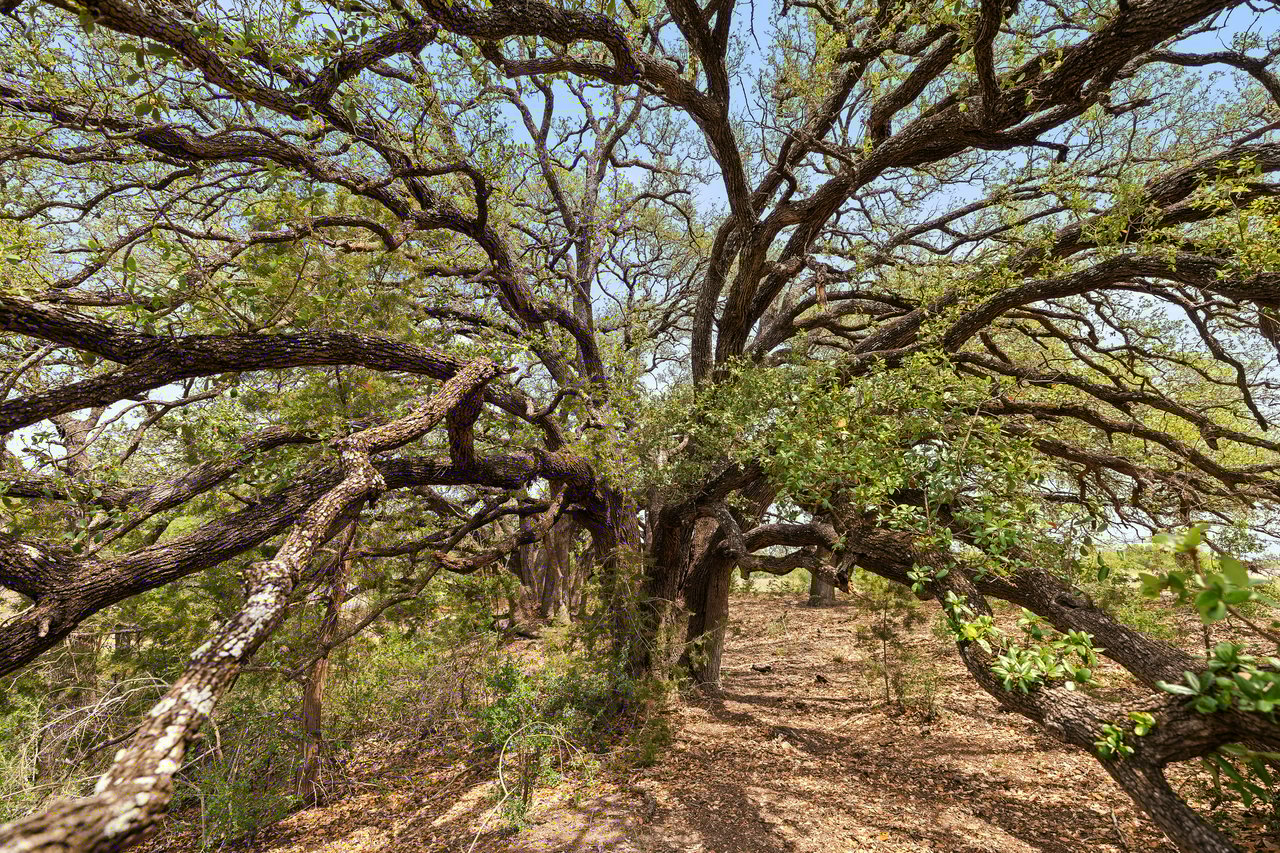 94 Acres in Burnet County