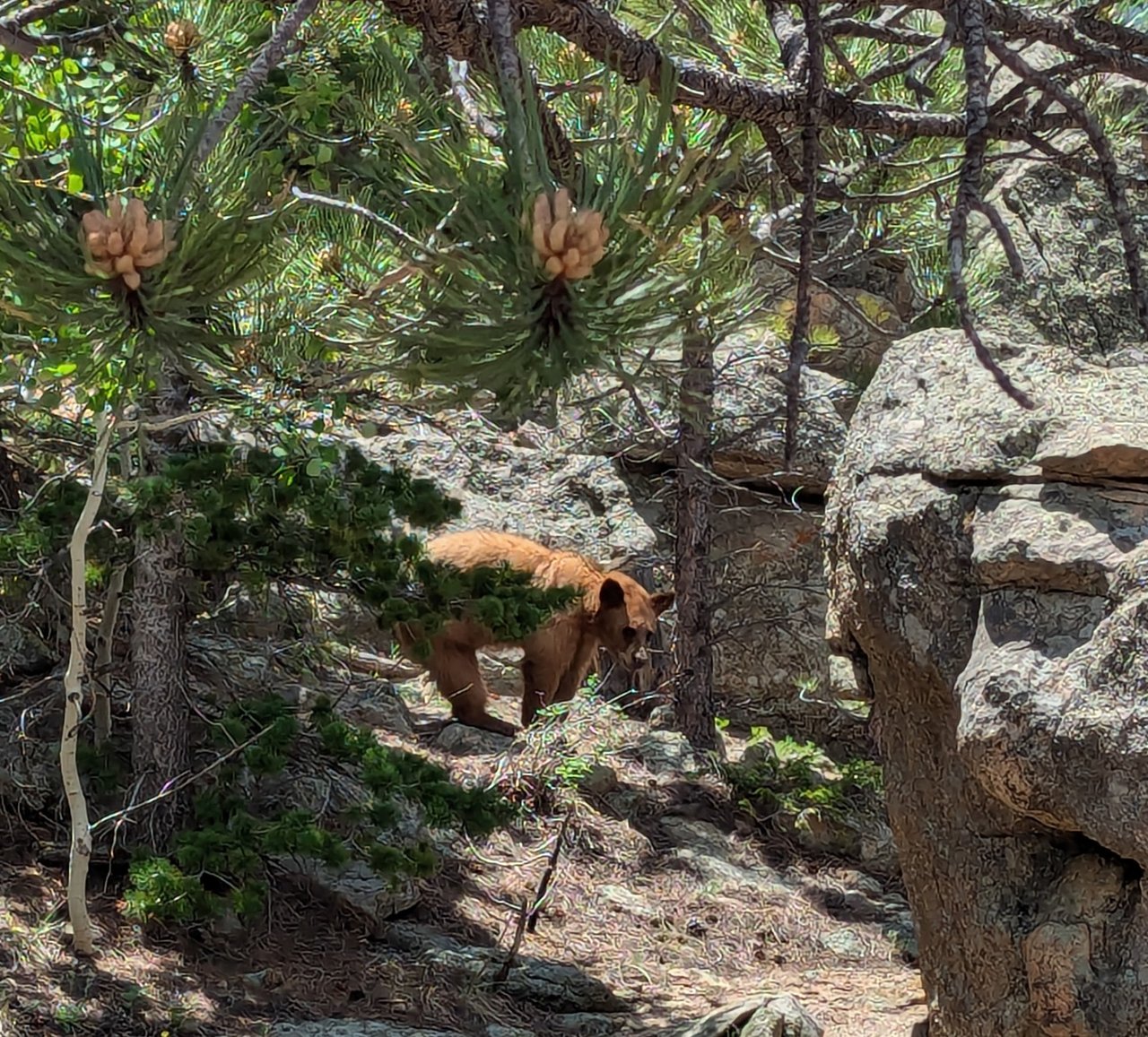 Mountain Biking, Hiking & Rock Outcroppings: Discover 45 Acres at 31911 Warrens Rd