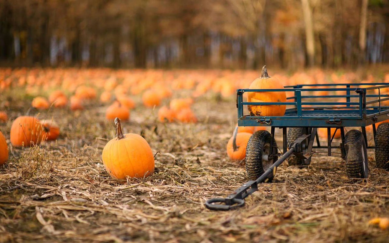 Best Fall Spots in the Delaware Valley: Pumpkin Patches, Hayrides & Family Fun