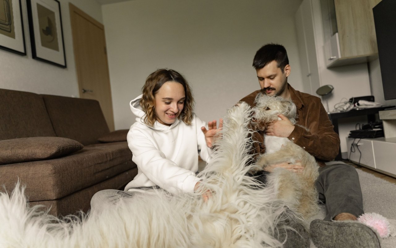 The Pet Owner's Guide to Selling a Home: 5 Things to Do to Prepare Your Property
