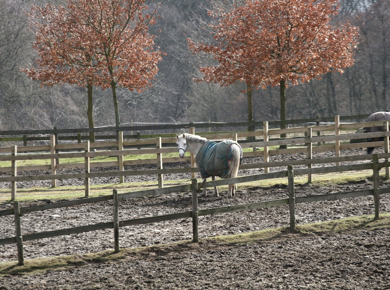 Horse with blanket winter in Ohio