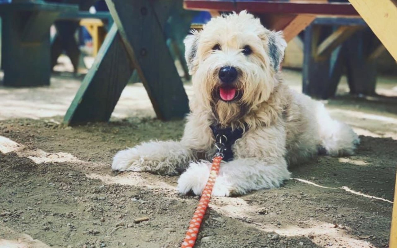Dog-Friendly Guide to Houston, TX