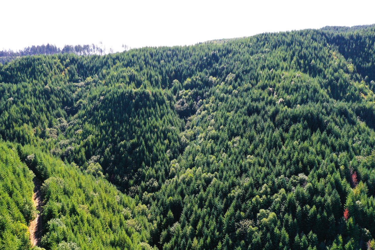 High Pass Tree Farm