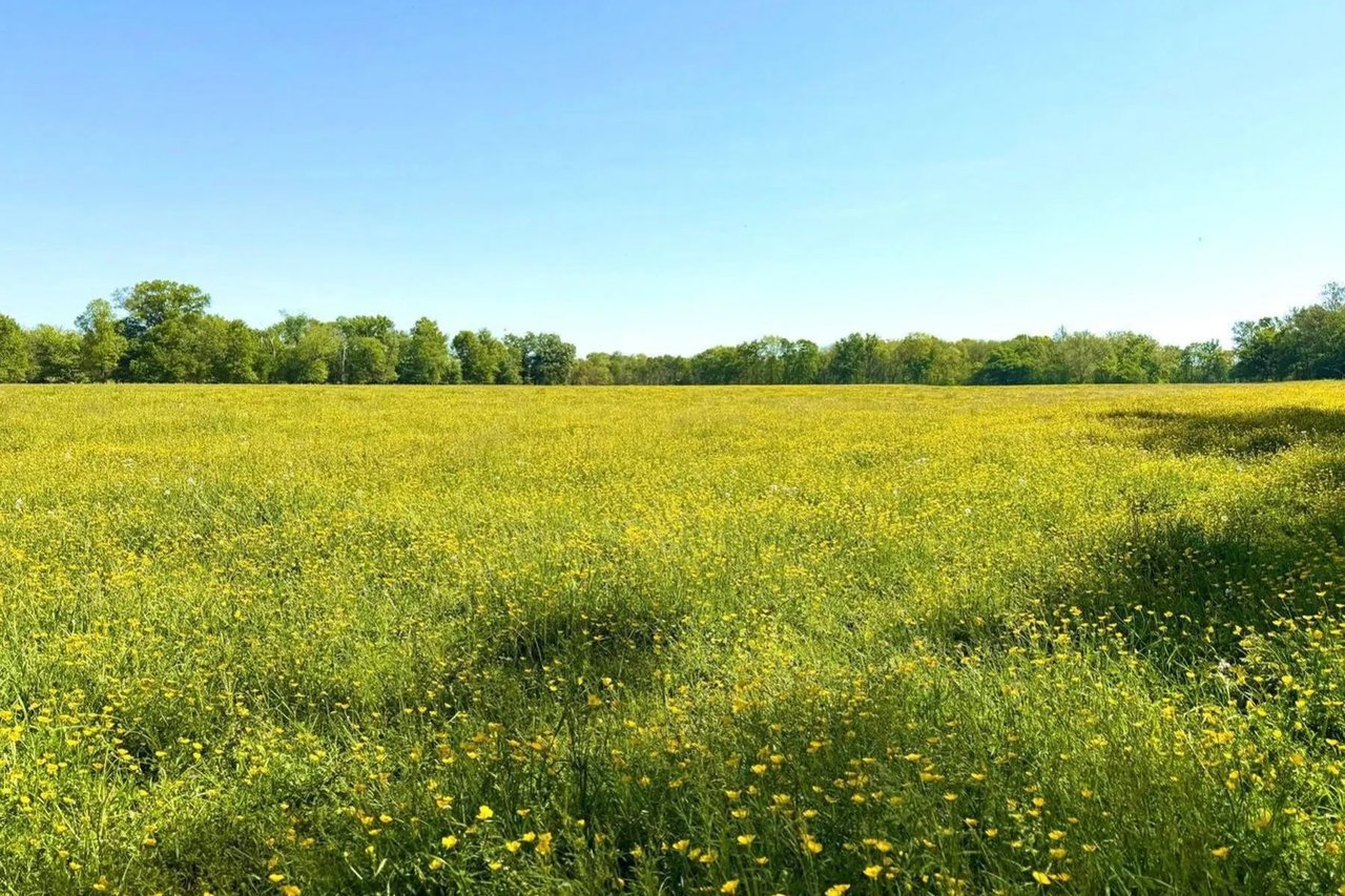 Open field of yellow wildflowers bordered by leafy trees beneath a clear blue sky.
