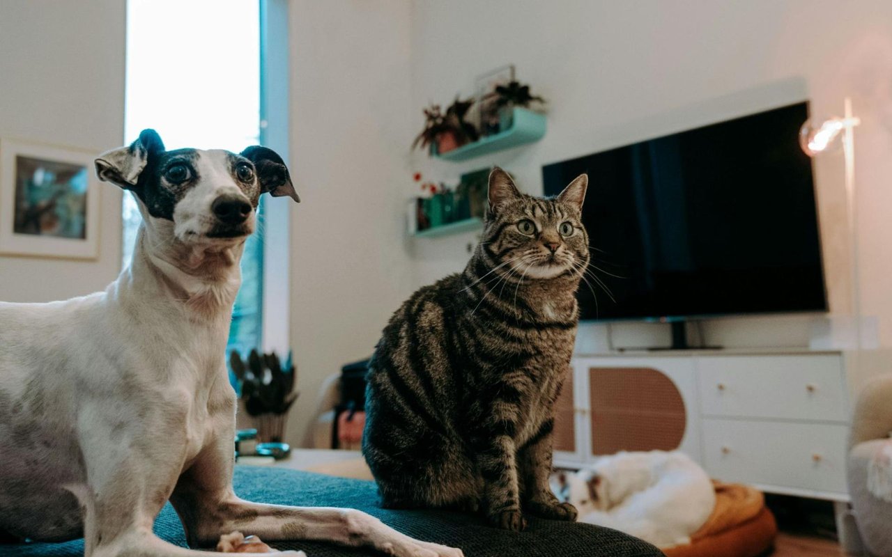 10 Tips for Moving with Pets