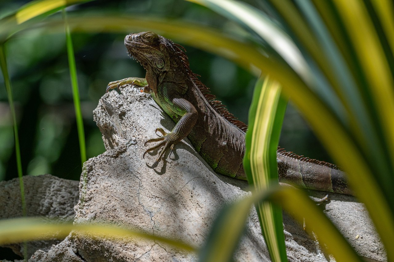 Los Sueños 3 #6 | Prime Tamarindo Value | Turnkey 3-Bed Condo with Private Deck, Pool & Strong Rentability